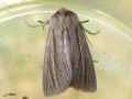 Lepidoptera_Noctuidae - Mythimna impura ( La Leucanie souillée)