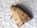 Lepidoptera_Noctuidae - Noctua comes _ La Hulotte