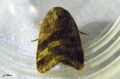 Lepidoptera_Noctuidae - Noctua janthe _ Le Collier souffré