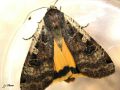Lepidoptera_Noctuidae - Noctua pronuba ( Le Hibou)