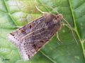 Lepidoptera_Noctuidae - Omphaloscelis lunosa _ La Xantie à lunule