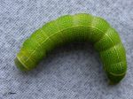Lepidoptera_Noctuidae - Orthosia cerasi ( chenille de La Téniocampe constante , L‘Orthosie du cerisier)