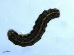 Lepidoptera_Noctuidae - Ortosia miniosa ( La Téniocampe peinte , L‘Orthosie rougeoyante)