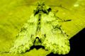 Lepidoptera_Noctuidae - Polia nebulosa _ La Brodée , La Noctuelle nébuleuse-_