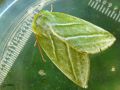 Lepidoptera_Noctuidae - Pseudoips (fagana) prasinana