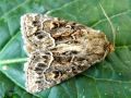 Lepidoptera_Noctuidae - Thalpophila matura - La Noctuelle cythérée