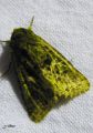 Lepidoptera_Noctuidae - Trachea atriplicis - Le Volant doré , La Noctuelle de l‘arroche