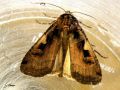 Lepidoptera_Noctuidae - Xestia  c - nigrum ( Le C noir )