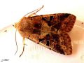 Lepidoptera_Noctuidae_ Orthosia gothica