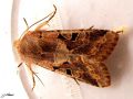 Lepidoptera_Noctuidae_ Orthosia gothica - La Gothique