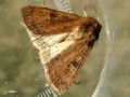 Lepidoptera_Noctuidae - Xestia xanthographa (La Trimaculée , La Xanthographe)