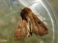 Lepidoptera_Noctuidae - Xestia xanthographa ( La Trimaculée..