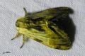 Lepidoptera_Notodontidae - Harpyia milhauseri _ Le Dragon