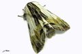 Lepidoptera_Notodontidae - Harpyia milhauseri _ Le Dragon
