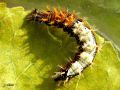 Lepidoptera_Nymphalidae - Polygonia c-album (Chenille du Robert-le-diable , Le Gamma)