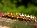 Lepidoptera_Nymphalidae - Polygonia c-album ( Le Robert-le-diable , le Gamma _ chenille fin août)