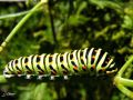 Lepidoptera_Papilionidae - Papilio machaon (chenille du Machaon)