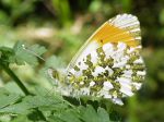 Lepidoptera_Pieridae - Anthocaris cardamines _ L‘Aurore _ mâle