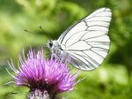 Lepidoptera_Pieridae - Apatoria crataegi _ Le Gazé