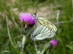 Lepidoptera_Pieridae - Aporia crataegi _ (mâle en haut)