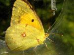 Lepidoptera_Pieridae - Colias croceus (Le Souci)