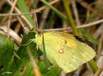 Lepidoptera_Pieridae - Colias croceus_(Le Souci)