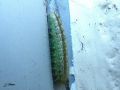 Lepidoptera_Pterophoridae - Emmelina monodactyla (Chenille du Ptérophore commun)
