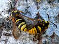 Lepidoptera_Sesiidae - Sesia apifornis