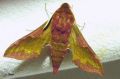 Lepidoptera_Sphingidae - Deilephila porcellus _ Le Petit shinx de la vigne