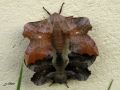 Lepidoptera_Sphingidae - Laothoe populi (Le Sphinx du peuplier) ( femelle claire )