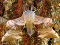 Lepidoptera_Sphingidae - Laothoe populi ( le Sphinx du peuplier)