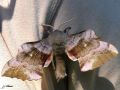 Lepidoptera_Sphingidae - Laothoe populi ( le Sphinx du peuplier) (63)