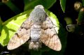 Lepidoptera_Sphingidae - Macroglossum stellatarum_Le Moro-Sphinx