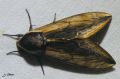 Lepidoptera_Sphingidae - Sphinx ligustri - Le Sphinx du troène_