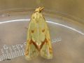 Lepidoptera_Tortricidae - Agapeta hamana