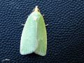 Lepidoptera_Tortricidae - Tortrix viridana