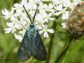Lepidoptera_Zygaenidae - Adscita statices