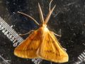 Lepidoptera_geometridae - Aspitates ochrearia (L‘Aspilate ochracée)