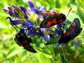 Lepidoptera_heterocera_Zygaenidae - Zygaena trifolii