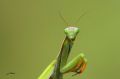 Mante religieuse - Mantis religiosa _ tête.JPG