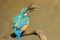 Martin-pêcheur - Alcedo atthis _ femelle-jonglage