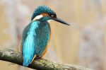 Martin pêcheur - Alcedo athis.JPG