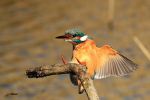 Martin pêcheur - Alcedo atthis _ atterrissage