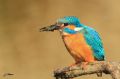 Martin pêcheur - Alcedo atthis _ larve de libellule