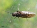 Megaloptera_Sialidae - Sialis lutaria _ le Sialis de la vase