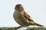 Moineau domestique - Passer domesticus