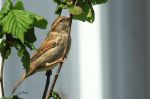 Moineau domestique - Passer domesticus.JPG