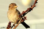 Moineau domestique - Passer domesticus _ femelle