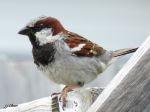 Moineau domestique - Passer domesticus _ mâle