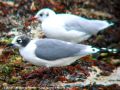 Mouette de Franklin - Larus pipixcan _ espèce Américaine